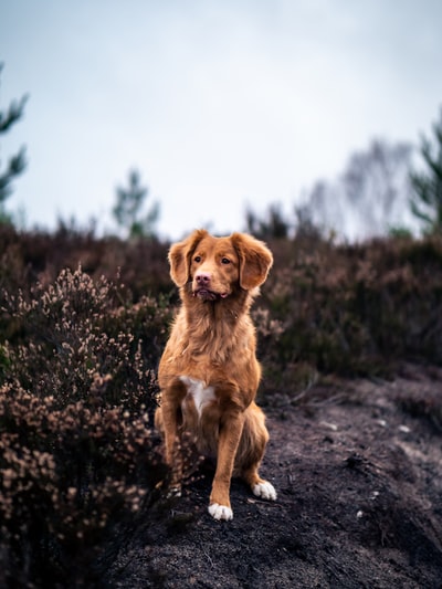 白天在灌木丛附近有一只中等皮毛的棕色狗